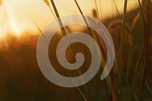 Grasses at sunset