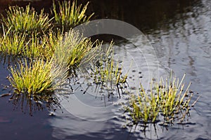 Grasses in the swamp