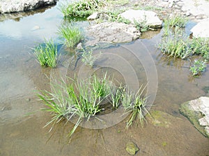 Grasses In Water