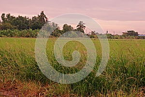 Grasses weed in paddy field