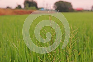 Grasses weed in paddy field