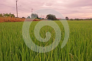 Grasses weed in paddy field