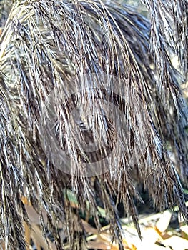 Grasses wildly shining in the Fall Sun photo