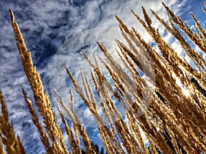 Grasses in winter sun