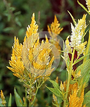 Grasses with yellow-green plumes