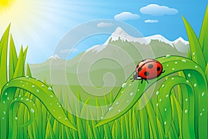 Grassfield landscape with ladybug