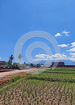 The grassfields with blue sky view