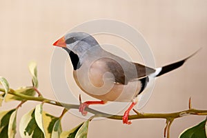 Grassfinch Bird