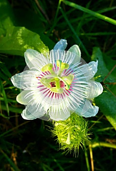 A grassflower 1