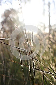 Grassflower in the morning