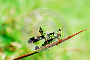 Grasshoper photo