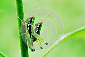 Grasshoper photo