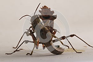 Grasshoper controlled by mantis photo
