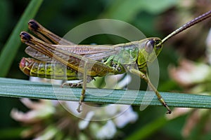 Grasshoper