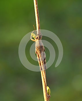 Grasshoper in green background photo