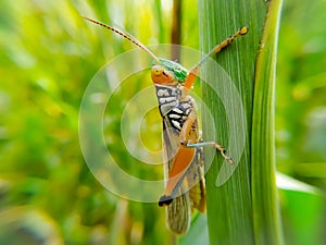 A Grasshoper on green leaf photo