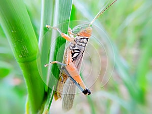 A Grasshoper on green leaf