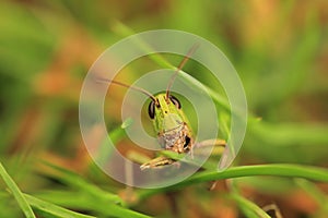 Grasshoper macro photo
