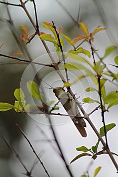 a grasshoper perched on a branch