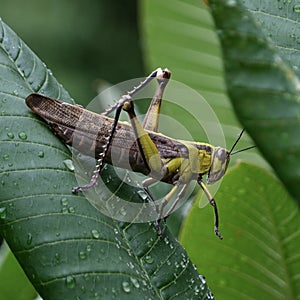 The Grasshoper photo