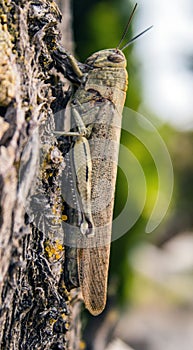 Grasshoppe.Gasshoper sits on a tree.Poses