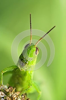 Grasshopper