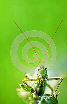 Grasshopper