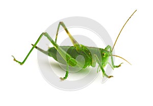 Grasshopper