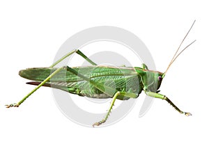 GRASSHOPPER