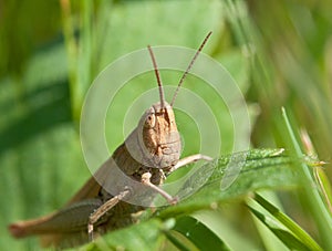 Grasshopper