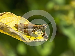 Grasshopper