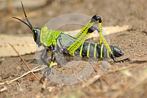 Grasshopper