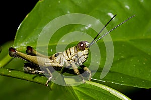 Grasshopper