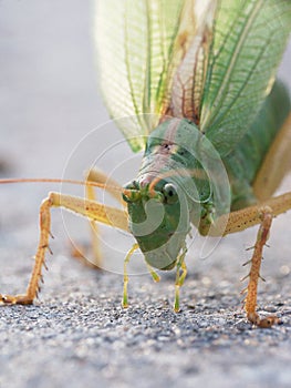 Grasshopper
