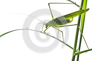 Grasshopper