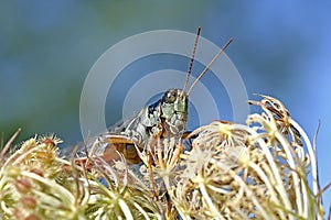 Grasshopper photo