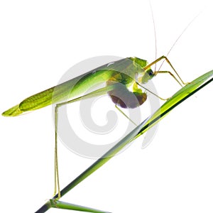 Grasshopper 2