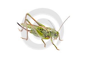 Grasshopper