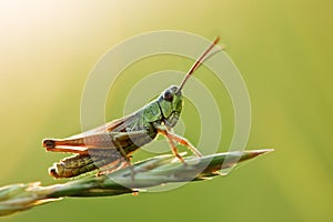 Grasshopper