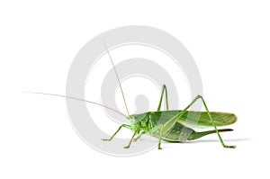 Grasshopper