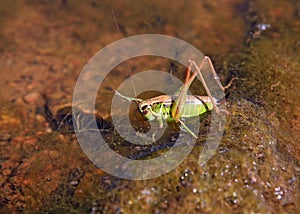 Grasshopper
