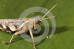 Grasshopper