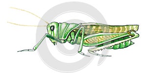 Grasshopper