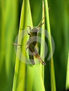 Grasshopper