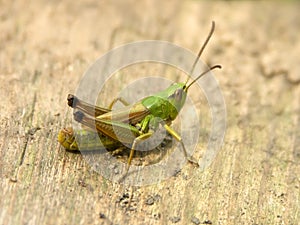 Grasshopper