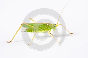 Grasshopper