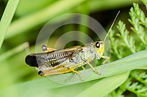 Grasshopper