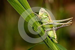 Grasshopper