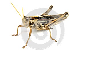 Grasshopper