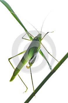 Grasshopper 3